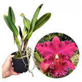 Orquídea Blc Chia Lin New City Adulta Com Avarias