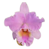 Orquídea Blc Turandot Guaxupé
