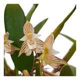 Orquídea Bulbophyllum Ambrosia Planta Adulta Exótica
