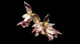 Orquídea Bulbophyllum Ambrosia