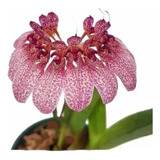 Orquídea Bulbophyllum Auratum Planta Adulta Exótica