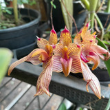 Orquídea Bulbophyllum Bicolor Exótica Espécie Rara Incrível