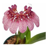 Orquídea Bulbophyllum Eberhardtii Planta Adulta Natural