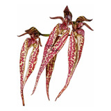 Orquídea Bulbophyllum Emily Siegerist Planta Adulta Exótica