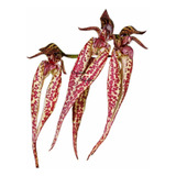 Orquídea Bulbophyllum Emily Siegerist Planta Adulta