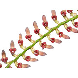 Velutinum