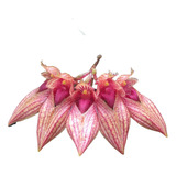 Orquidea Bulbophyllum Frost Annandalei Planta Adulta