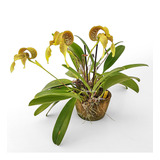 Orquídea Bulbophyllum Grandiflorum Planta Adulta Com