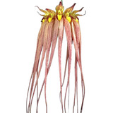 Orquidea Bulbophyllum Longissimum No Vaso Pronta