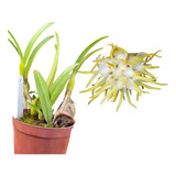 Orquídea Bulbophyllum Odoratissimum Muda Adulta Top