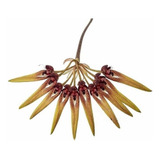 Orquídea Bulbophyllum Picturatum Planta Adulta Flor Exótica