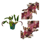 Orquidea Bulbophyllum Saurocephalum Planta Adulta Rara Linda