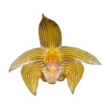 Orquídea Bulbophyllum Siamense Planta Rara Flor Dourada 