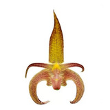 Orquídea Bulbophyllum Wilmar Galaxy Planta Adulta Exótica