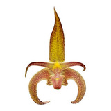 Orquídea Bulbophyllum Wilmar Galaxy Planta Adulta