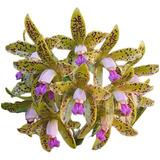 Orquídea Cattleya Gutata Exótica E