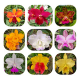 Orquidea Cattleya Kit C 12 Mudas Lindas