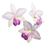 Orquídea Cattleya Violacea Carnea X Amesiana