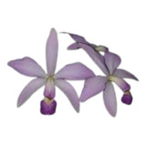 Orquídea Cattleya Violacea Coerulense X Coerulia