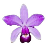 Orquidea Cattleya Violacea Pink Dream X Tipo Select