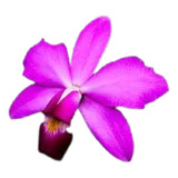 Orquidea Cattleya Violacea Rubra X Tipo