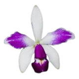 Orquídea Cattleya Violacea Semi Alba Taurepang