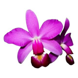Orquidea Cattleya Violacea