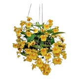 Orquidea Dendrobium Agregatum 