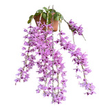 Orquídea Dendrobium Anosmum Superbum Adulta muda Sem Flor 