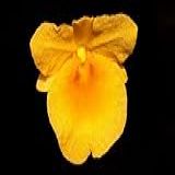 Orquidea Dendrobium Jenkinsii 