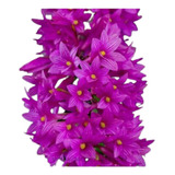 Orquídea Dendrobium Miyakei 