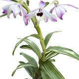 Orquidea Dendrobium Nobile Variegata Folhagem Exotica
