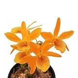 Orquidea Dendrobium Stardust Firebird