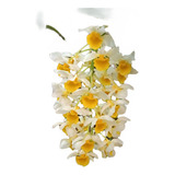 Orquídea Dendrobium Thyrsiflorum Adulta muda Sem Flor 