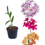 Orquidea Epidendrum Planta Muda