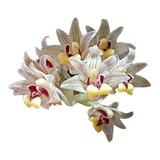 Orquídea Eria Xanthocheila Planta Adulta Flor
