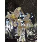 Orquídea Estanhopea Rignellii mudas 