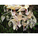 Orquídea Estanhopea Rignellii Oculata
