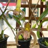 Orquídea Exótica Bulbophyllum Lobby Rara Coleção