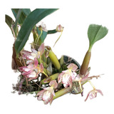 Orquídea Exótica Coleção Rara Bulbophyllum Ambrosia