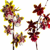 Orquídea Exótica Colmanara Já Florindo