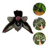 Orquidea Exotica Negra 