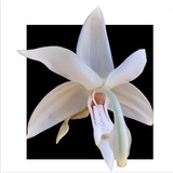Orquidea Kit 4 Stanhopea Variadas