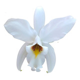 Orquídea Laelia Anceps Alba Tubolar