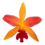 Laranja