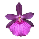 Orquídea Miltonia Moreliana Planta