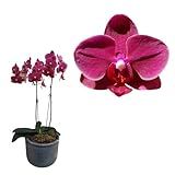 Orquidea Mini Phalaenopsis Cascata Vinho Roxo Planta Adulta