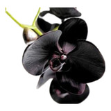 Orquidea Negra Cymbidium Kiwi Midnight Muda