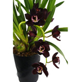 Orquidea Negra Cymbidium Kiwi