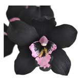 Orquidea Negra Cymbidium Kiwi